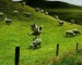 Jumping sheep!